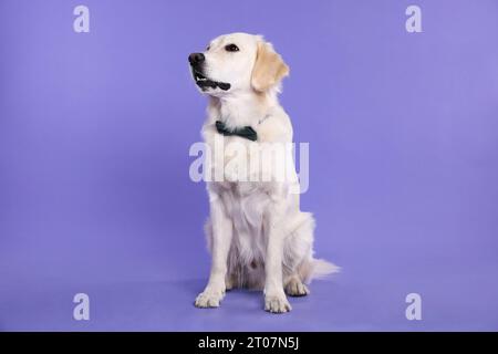 Niedlicher Labrador Retriever mit stylischer Fliege auf lila Hintergrund Stockfoto