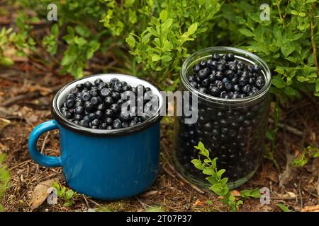 Ein Glas und eine Tasse köstlicher Heidelbeeren auf dem Boden im Wald Stockfoto