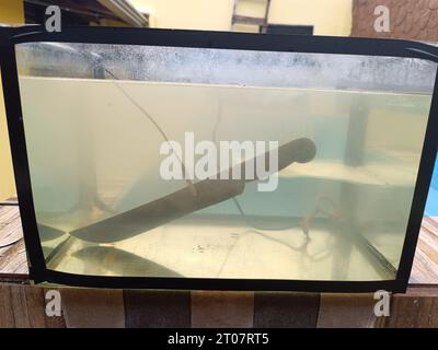 aquarium mit Machete, die einem Elektrolyseprozess unterzogen wird, um Rost zu entfernen Stockfoto
