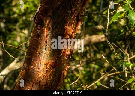 Gumbo Limbo Tree im Frühling in den Schatten der Everglades Stockfoto