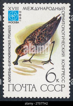 Der Löffelschnabelsandfänger (Eurynorhynchus pygmeus, auch Calidris pygmaea). Briefmarke, ausgestellt in der UdSSR 1982 (XVIII. Internationaler Ornithologischer Kongress, 1982, Moskau, UdSSR). „XVIII Международный орнитологический конгресс, 1982“ Stockfoto