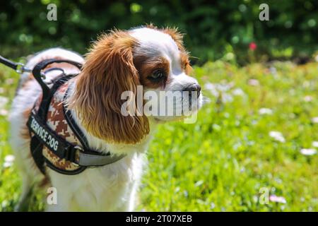 Service Dog PET Cavalier König Charles Spaniel schaut aus der Ferne Stockfoto