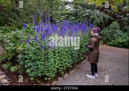 Frau bewundert lila Blumen in Akureyri Botanical Gardens, Island am kühlen Herbstnachmittag. Stockfoto