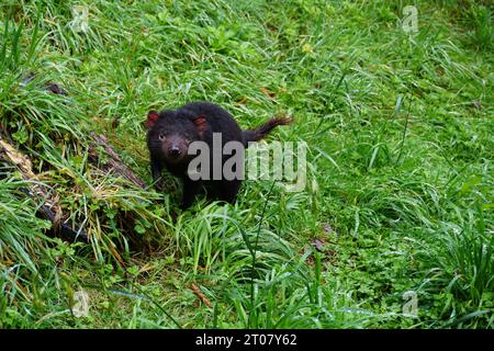 Tasmanian Devil (Sarcophilus harrisii) im Wildpark Tasmanian Devil Unzoo in Tasmanien, Australien Stockfoto