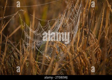 Tautropfen auf den Spinnennetzen in einem Reisfeld am Wintermorgen. Jashore, Bangladesch. Stockfoto