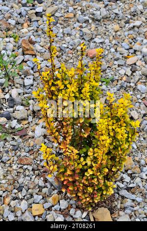 Berberis thunbergii Sorte „Maria“ mit hellgelben Blättern und säulenförmiger Buschform im Herbstgarten. Dekorative, bunte Staudenpflanze für lan Stockfoto