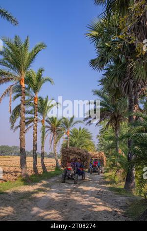 Bauern tragen Reisscheiben auf dem Traktor in Jashore, Bangladesch. Stockfoto