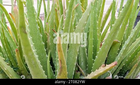 Aloe Vera im Garten des Bauernhofes. Aloe Vera Plantation Stockfoto