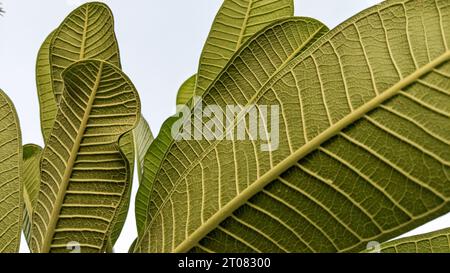 Nahaufnahme von grünen tropischen Frangipani-Blättern mit Textur für grünen Naturhintergrund Stockfoto