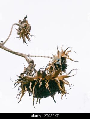 Wabi Sabi Foto von verwelkter Sonnenblume im Herbst mit weißem Hintergrund Stockfoto