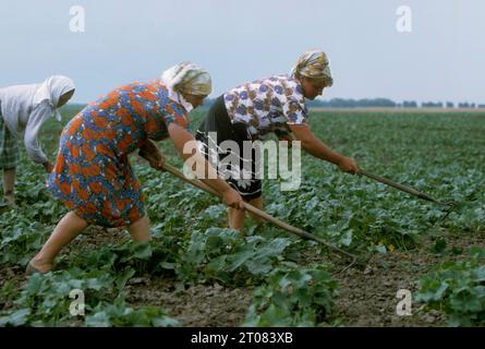 UdSSR (Union der Sozialistischen Sowjetrepubliken). Ukraine. Frauen, die auf Gurkenfeldern in einem sowkhoz (staatlichen Bauernhof) in der Nähe von Kiew (Kiew) arbeiten. Stockfoto