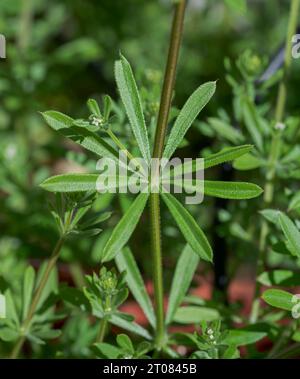 Spalter, Galium aparine. Es handelt sich um eine einjährige Pflanze der Familie Rubiaceae. Foto gemacht in der Provinz Ciudad Real, Spanien Stockfoto