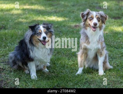 12 Jahre alt (links) und 3 Jahre alt Miniatur Australian Shepherd weibliche Hunde. Hundeschlittenpark in Nordkalifornien. Stockfoto