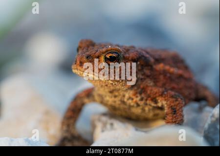 Diese wunderschönen Frösche finden sich in der Abenddämmerung in den Dünen Dänemarks. Porträt-Makroaufnahme für einen von ihnen. Stockfoto