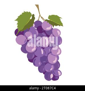 Schwarze Trauben isoliert auf weißem Hintergrund. Vektorabbildung in abgewickelter Form. Reife violette Beeren für Rotwein. Emblem für Weingut, Menü, Saft Stock Vektor