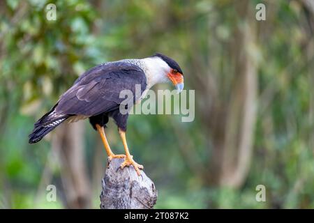 Haubenkarakara (Caracara plancus), Raubvogel auf Baumstamm, Puntarenas Costa Rica Tierwelt Stockfoto