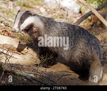 Schläfriger Dachs kommt gerade von seinem Gebäude Stockfoto