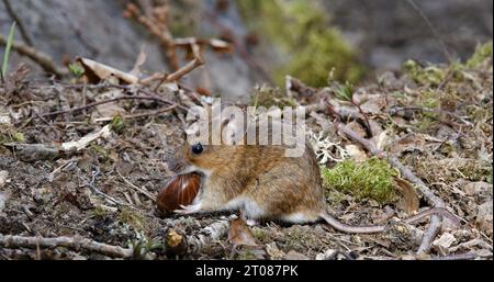 Gelbhalsige Maus mit Eiche Stockfoto