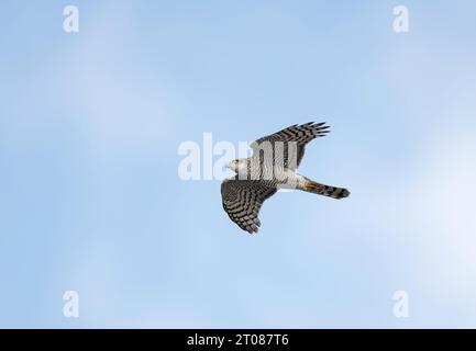 Sparrowhawk im Migrationsflug Stockfoto