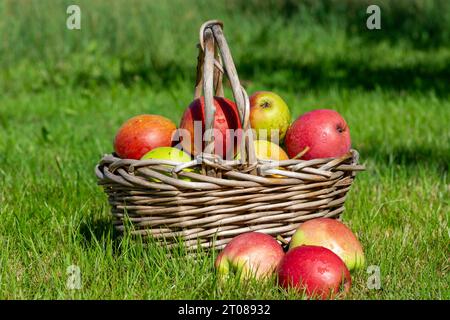 Äpfel im Korb im Obstgarten Stockfoto