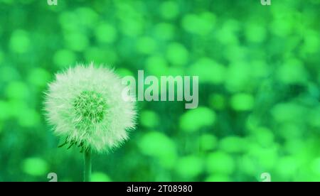 Löwenzahn auf verschwommene grüne Bokeh Hintergrund. Stockfoto