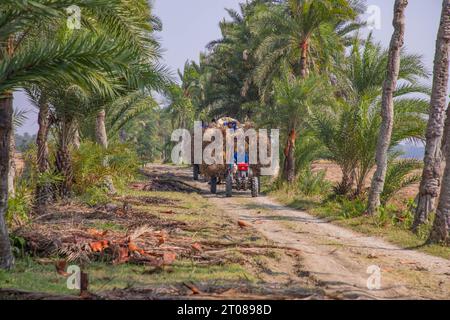 Bauern tragen Reisscheiben auf dem Traktor in Jashore, Bangladesch. Stockfoto