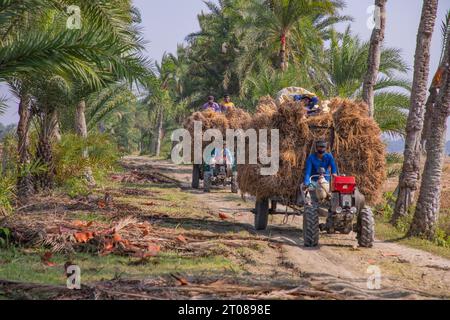 Bauern tragen Reisscheiben auf dem Traktor in Jashore, Bangladesch. Stockfoto