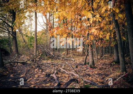 Herbstliche Waldlandschaft. Pfad im Wald und bunte Blätter auf den Bäumen. Stockfoto