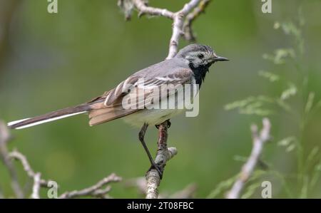 Seltener Schuss einer erwachsenen weiblichen Weißbachtel (Motacilla alba), die im Frühjahr auf einem Baumzweig sitzt Stockfoto