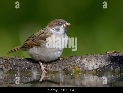 Seltsames Foto des eurasischen Baumes (Passer montanus), der mit geschlossenen Augen am Ufer liegt Stockfoto