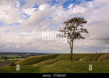 Blick auf den Roundway hinunter Hügel und Steilhang am Rande des nördlichen Wessex Downs Devizes Wiltshire im Südwesten Englands Großbritannien Stockfoto