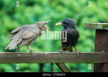 Erwachsener Starling (Sturnus vulgaris) füttert Jungvögel Stockfoto