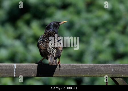 Starling (Sturnus vulgaris) Erwachsener Europäischer Starling Stockfoto