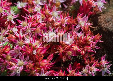 Englische Stonecrop (Sedum anglicum) Blüten Stockfoto