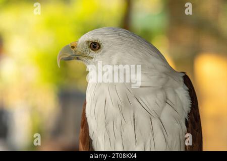 Brahminy Drachen (Haliastur indus) Vogel auf Bali Indonesien, erschossen auf der Insel Nusa Penida Stockfoto