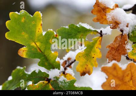 Schnee im Oktober kommt der Winter zu früh, die bunten Herbstblätter der Bäume stehen im Kontrast zum Schnee, Wetterkaprizen, Stuttgart Stockfoto