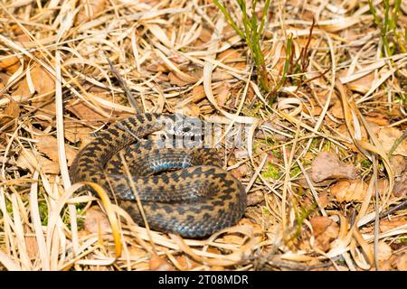 Wilde Vipera berus, braunes, recht junges Tier, weiblich, im Jahre alten Gras zusammengerollt liegend und sich sonnend, Pietzmoor Natur Stockfoto