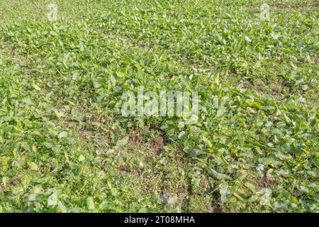 Nachernteherbstfeld nach Sommeranbau. Der Boden ist absolut von landwirtschaftlichen Unkräutern, insbesondere von breitblättrigem Dock/Rumex obtusifolius, verschlossen. Stockfoto