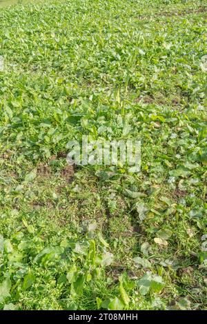 Nachernteherbstfeld nach Sommeranbau. Der Boden ist absolut von landwirtschaftlichen Unkräutern, insbesondere von breitblättrigem Dock/Rumex obtusifolius, verschlossen. Stockfoto