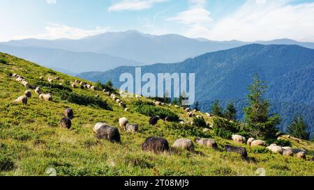 Schafherde auf grasbewachsener Wiese. Wunderschöne Aussicht auf den entfernten Bergrücken. karpaten Landschaft an einem sonnigen Tag im Sommer Stockfoto