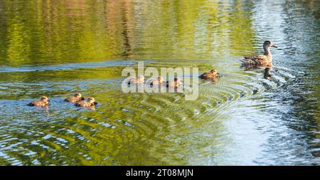 Eurasisches Petrol (Anas crecca), Weibchen mit sieben Küken, Schwimmen im Teich, Frühling, Naturschutzgebiet Pietzmoor, Lüneburger Heide, Niedersachsen, Deutschland Stockfoto