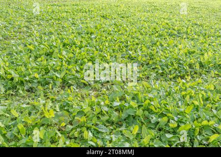 Nachernteherbstfeld nach Sommeranbau. Der Boden ist absolut von landwirtschaftlichen Unkräutern, insbesondere von breitblättrigem Dock/Rumex obtusifolius, verschlossen. Stockfoto