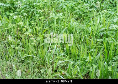 Rippenwebel / Plantago lanceolata wächst zwischen Gras. Leicht hintergrundbeleuchtet sind die Bänkchenblätter gelber und breiter als Gras. Gewöhnliches Unkraut. Stockfoto