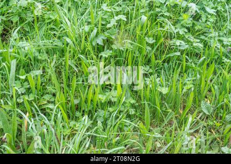 Rippenwebel / Plantago lanceolata wächst zwischen Gras. Leicht hintergrundbeleuchtet sind die Bänkchenblätter gelber und breiter als Gras. Gewöhnliches Unkraut. Stockfoto