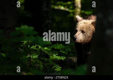 Europäischer Braunbär (Ursus arctos arctos) im Wald, Region Notranjska, Slowenien Stockfoto