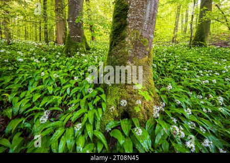 Blühender Maulwurf (Allium ursinum), Buchenwald, Sihlwald bei Zürich, Kanton Zürich, Schweiz Stockfoto