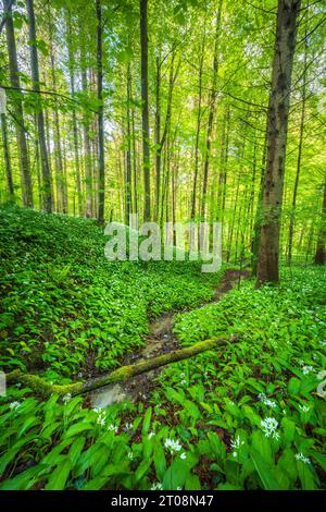 Blühender Maulwurf (Allium ursinum), Buchenwald, Sihlwald bei Zürich, Kanton Zürich, Schweiz Stockfoto