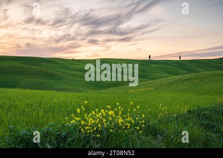Hügelige Felder in der Nähe von San Quirico d'Orcia, Val d'Orcia, Toskana, Italien Stockfoto
