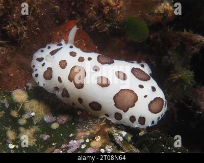 Leopardenschnecke (Discodoris atromaculata), Tauchplatz Meeresschutzgebiet Cap de Creus, Rosas, Costa Brava, Spanien, Mittelmeer Stockfoto