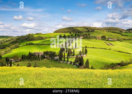 Cypress (Cupressus) Avenue entlang einer gewundenen Straße, Monticchiello, Val d'Orcia, Orcia-Tal, Toskana, Provinz Siena, Italien Stockfoto